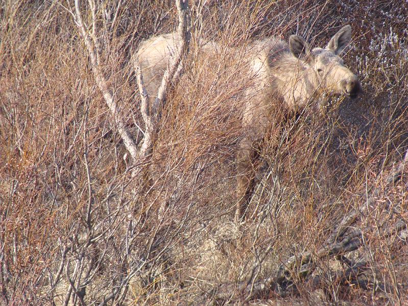 Alaska 2008 040.jpg